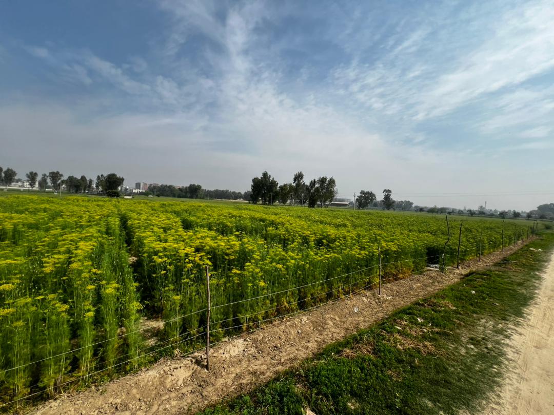 Parcelle d’aneth en pleine floraison, Punjab, Inde